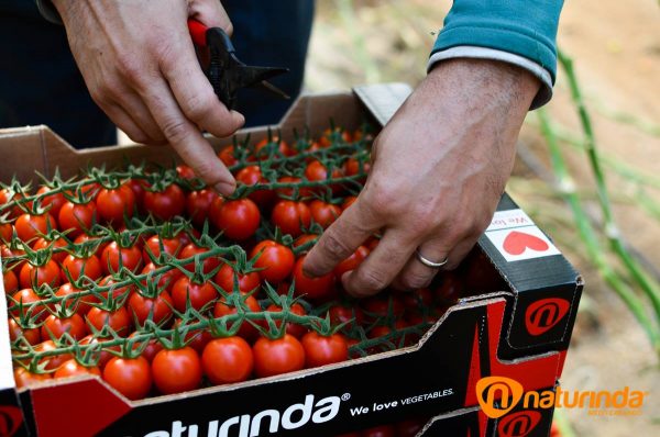 Productores de tomate cherry Almería Almeria