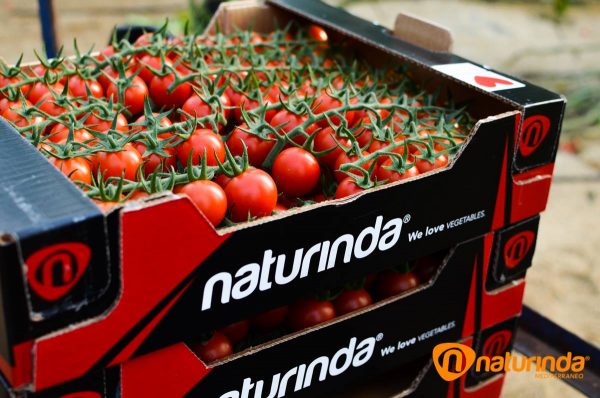 Productores de tomate cherry Almería Almeria