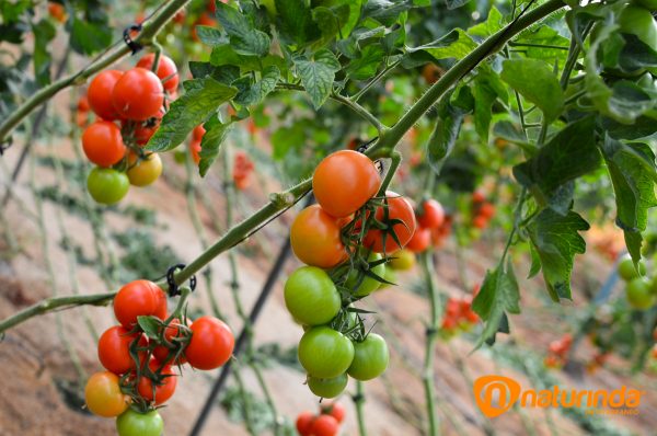 Tomates rama Naturinda Almeria
