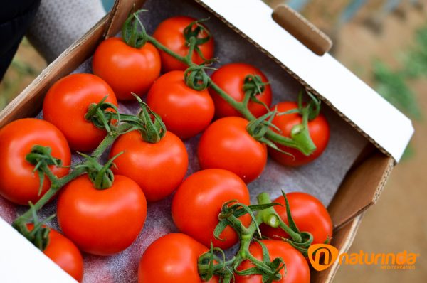 Comprar tomate Naturinda, garantía de sabor y calidad 